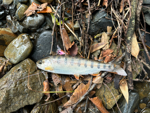 ヤマメの釣果