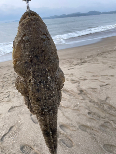 マゴチの釣果