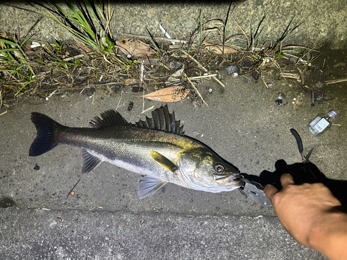 シーバスの釣果