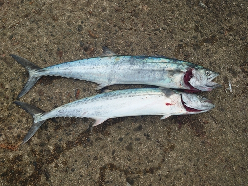 サゴシの釣果