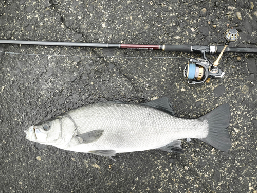 ヒラスズキの釣果