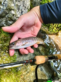 イワナの釣果