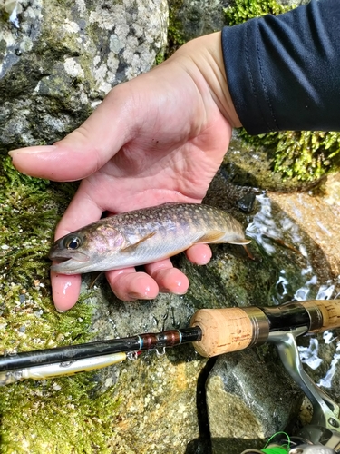 イワナの釣果