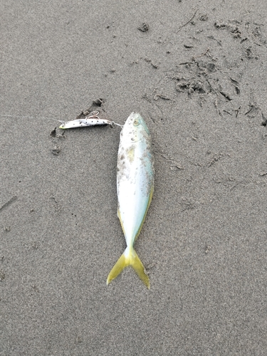 ワカシの釣果