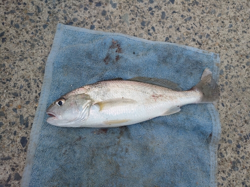 イシモチの釣果