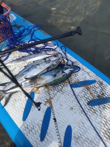 サゴシの釣果