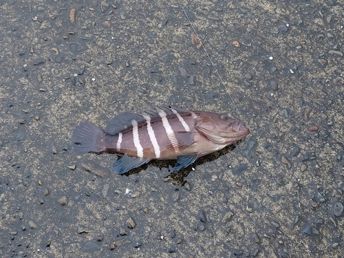 マハタモドキの釣果