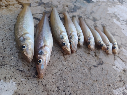 キスの釣果