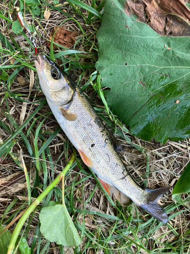 ウグイの釣果