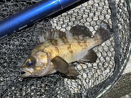 メバルの釣果