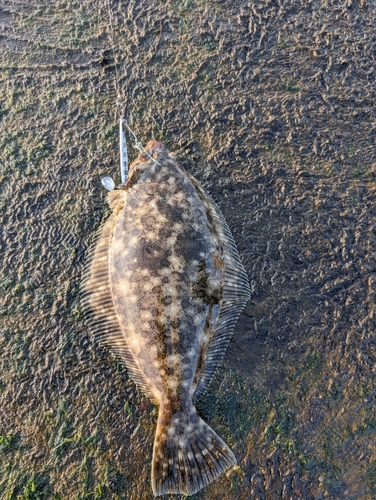 ヒラメの釣果