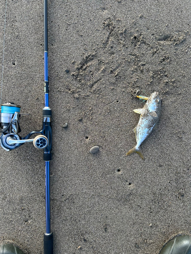 シオの釣果