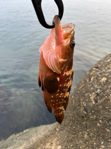 キジハタの釣果