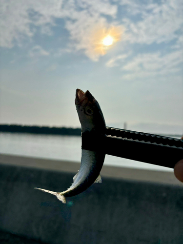 サバの釣果