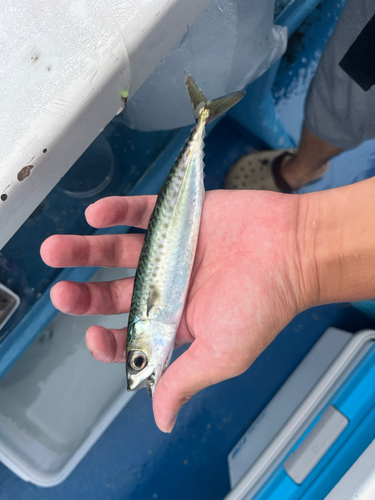 マサバの釣果