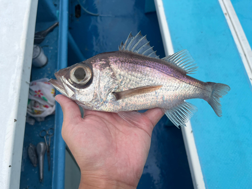 オオメハタの釣果