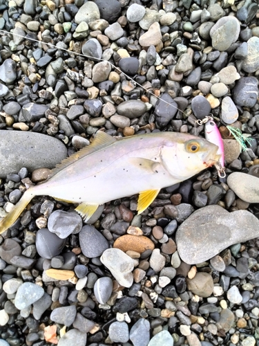 ショゴの釣果