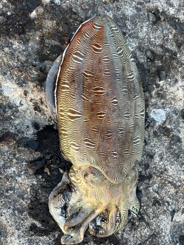 モンゴウイカの釣果