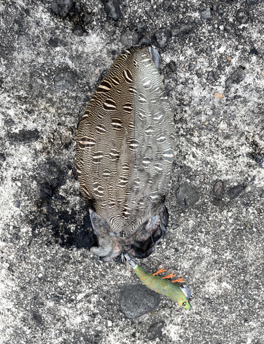 モンゴウイカの釣果