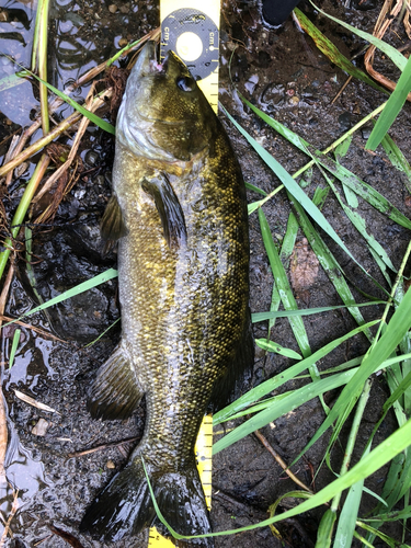 スモールマウスバスの釣果