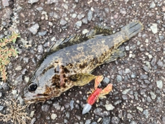 タケノコメバルの釣果