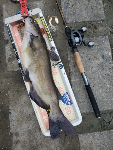 アメリカナマズの釣果