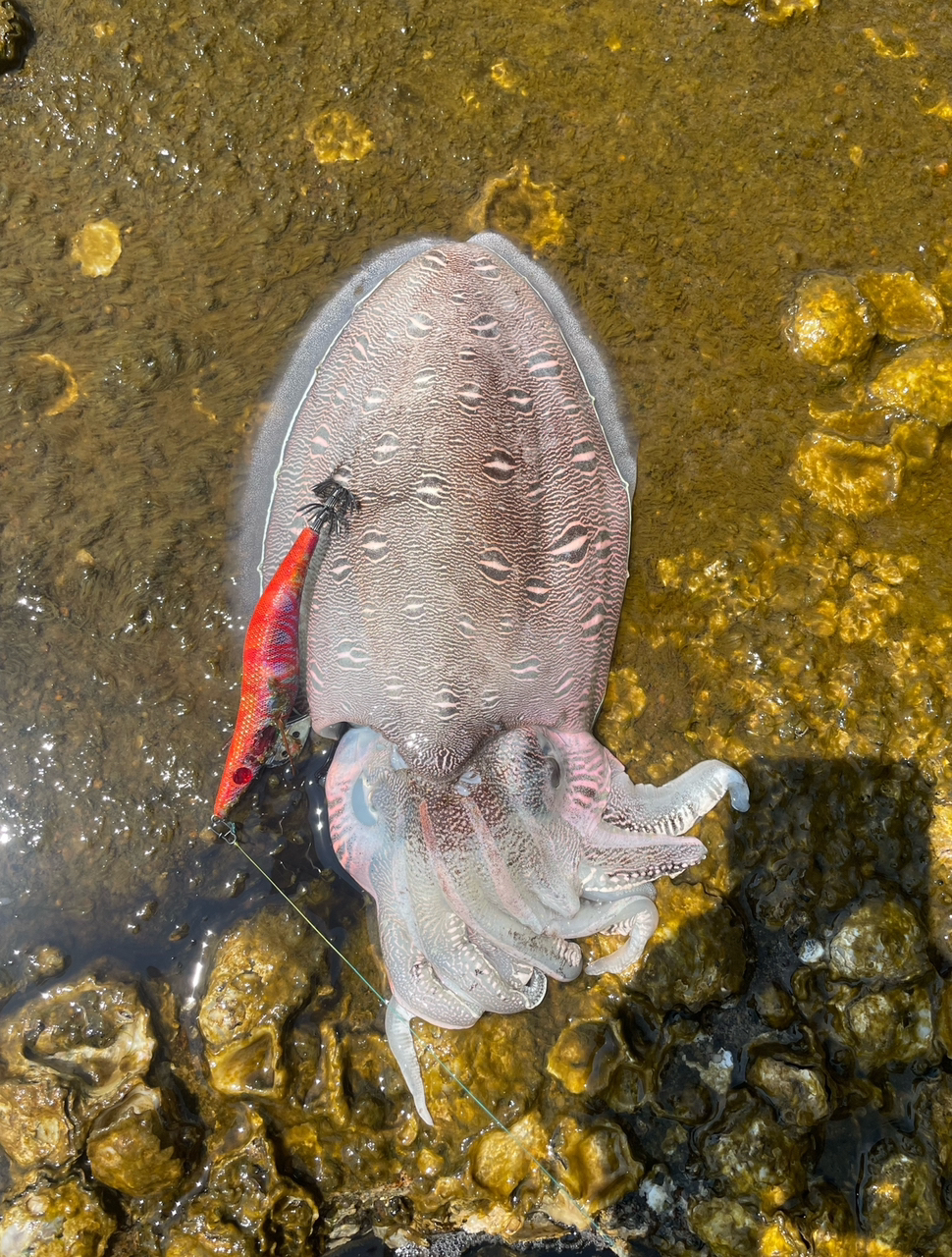 モンゴウイカ