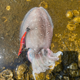 モンゴウイカ