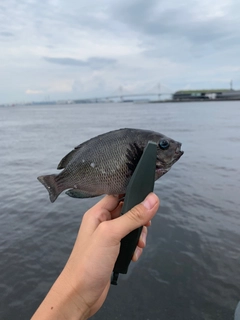 メジナの釣果