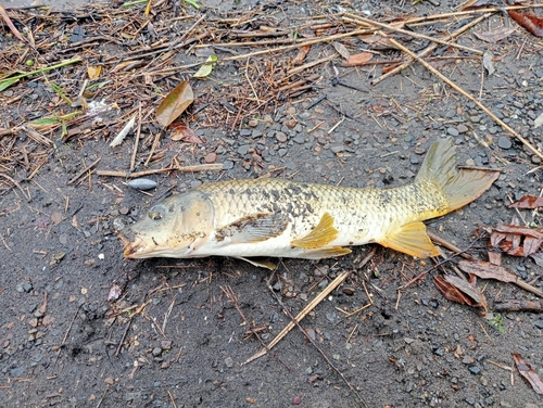 コイの釣果