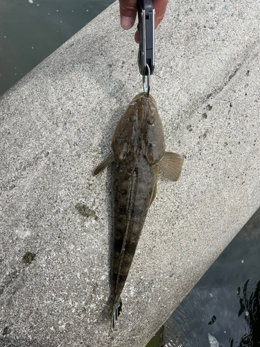 マゴチの釣果