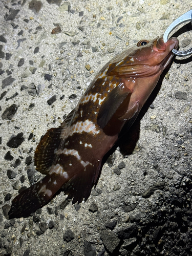 アコウの釣果