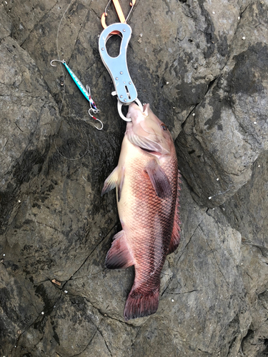 コブダイの釣果