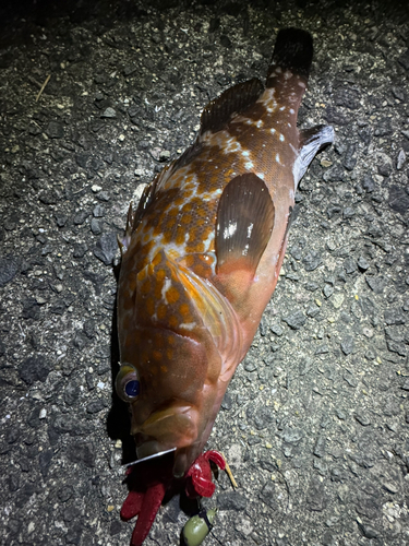 アコウの釣果