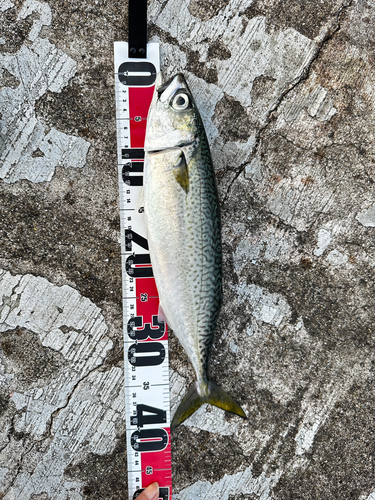 マサバの釣果