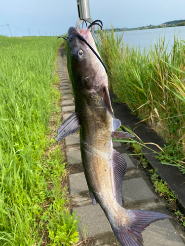 アメリカナマズの釣果