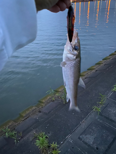 ニゴイの釣果