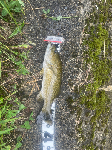 スモールマウスバスの釣果