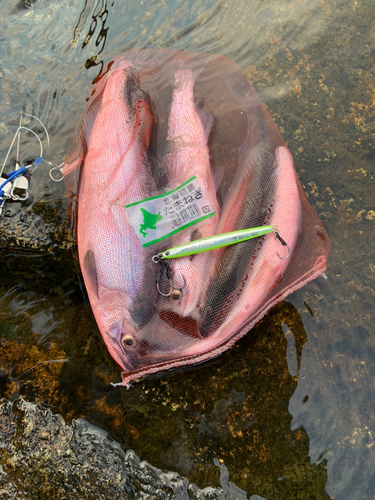 ヒメマスの釣果