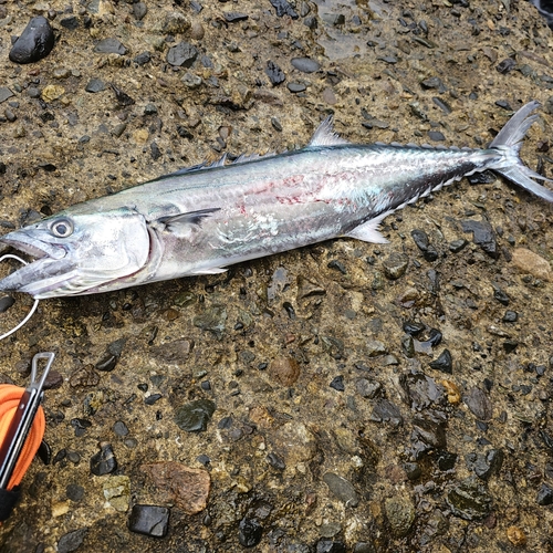 サゴシの釣果