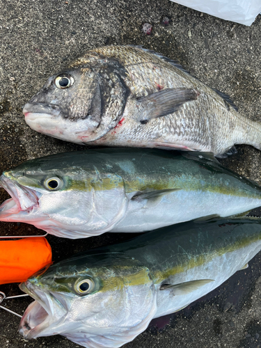 クロダイの釣果