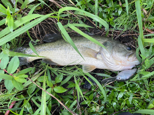 ブラックバスの釣果