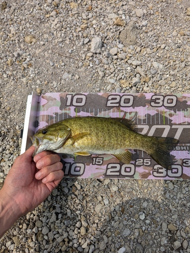 スモールマウスバスの釣果