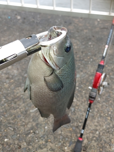 メジナの釣果