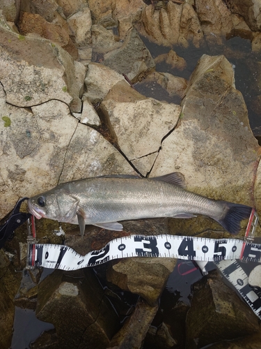 シーバスの釣果