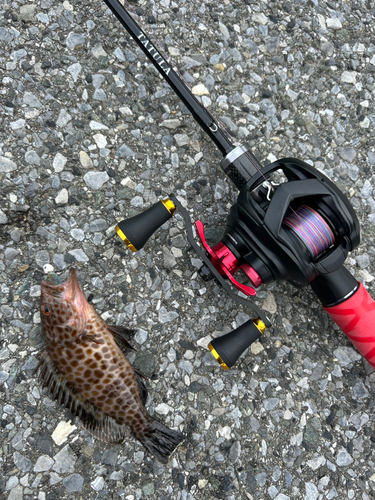 オオモンハタの釣果