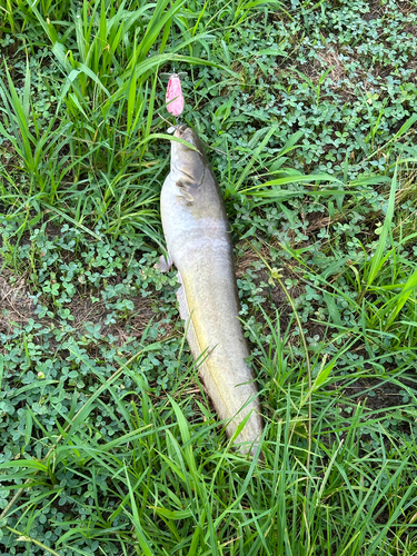 ナマズの釣果