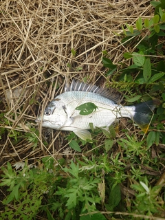 キビレの釣果