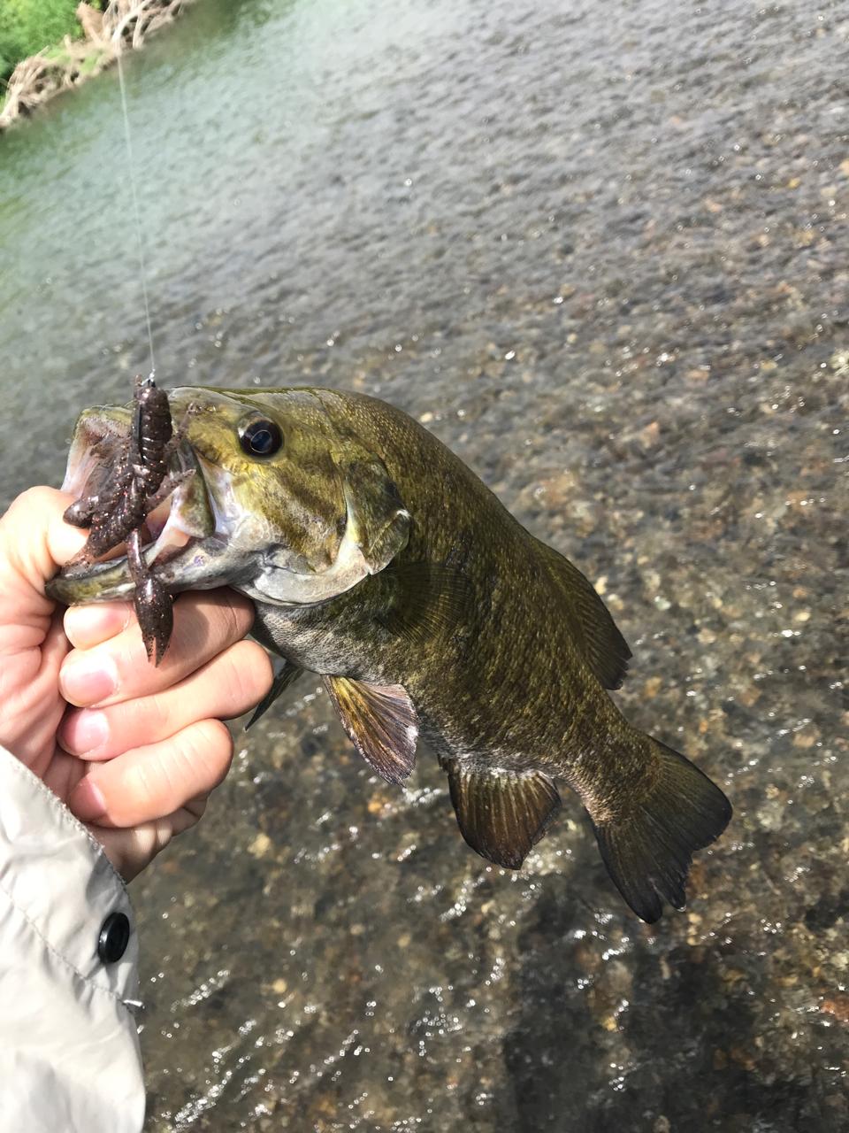 スモールマウスバス