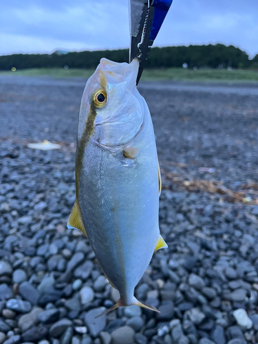 ショゴの釣果